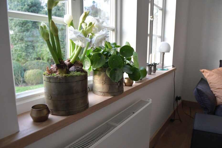 Bild einer mit Pflanzen dekorierten Holzfensterbank